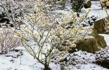 Winterblüher Strauch mit gelben Blüten