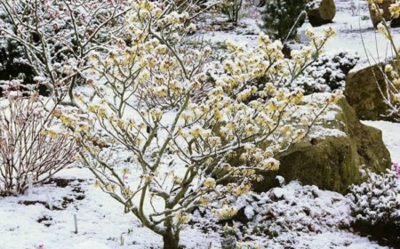 Winterblüher Strauch mit gelben Blüten