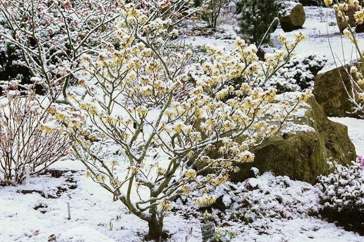 Winterblüher Strauch mit gelben Blüten
