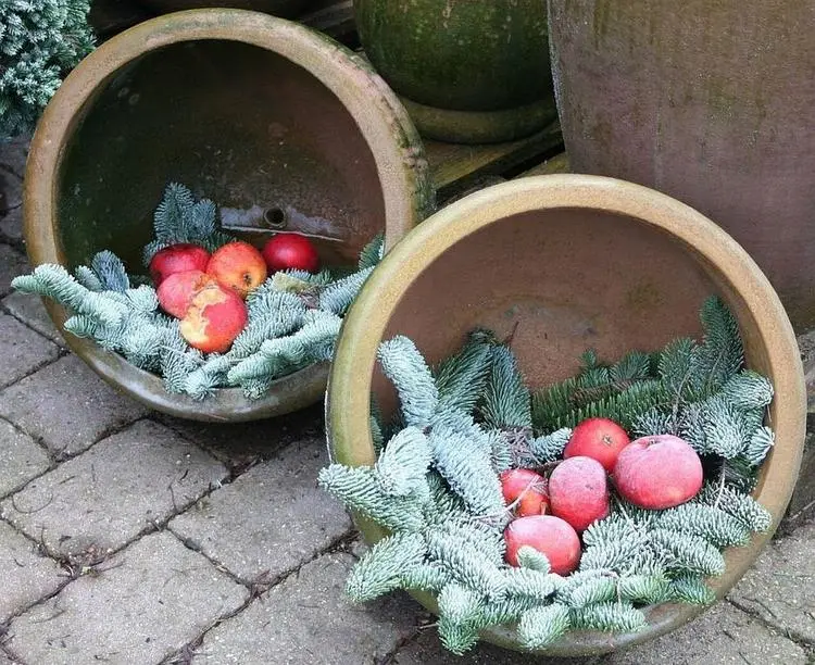 Winterdeko für die Kübel im Garten mit Tannenzweigen und Obst befüllen