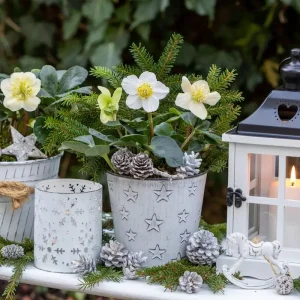 Christrose im Topf kombinieren Tipps und Anleitung