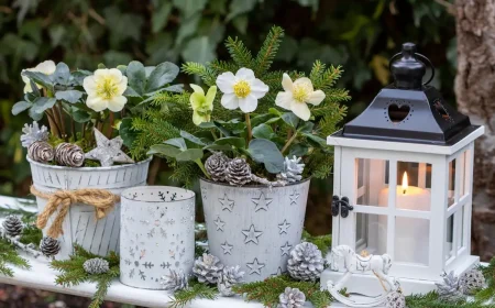 Christrose im Topf kombinieren Tipps und Anleitung