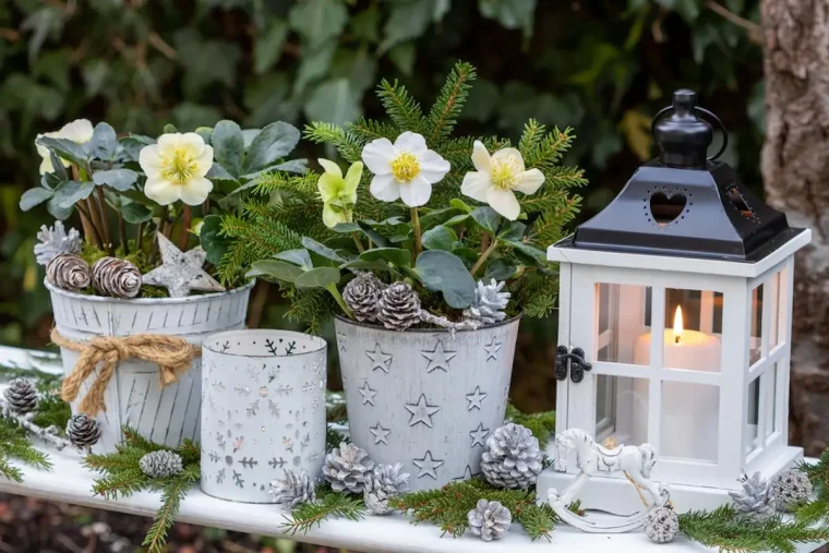 Christrose im Topf kombinieren Tipps und Anleitung