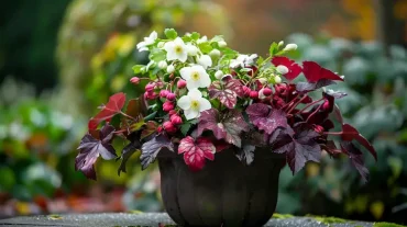 Christrose mit Purpurglöckchen kombinieren nützliche Tipps