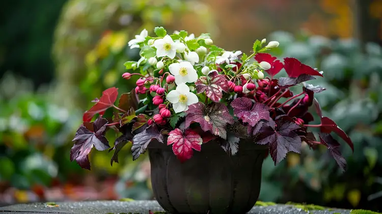 Christrose mit Purpurglöckchen kombinieren nützliche Tipps