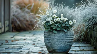 Christrose und Blauschwingel im Kübel kombinieren