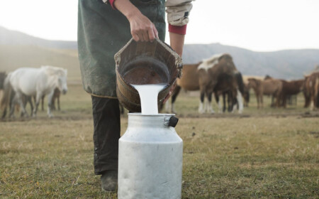 frische stutenmilch gesundheitliche vorteile bei hautproblemen krebs und darmgesundheit