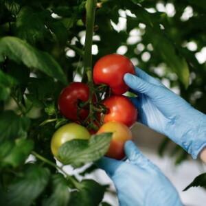 lebensmittelwissenschaftler hält reifende tomaten mit gummihandschuhen