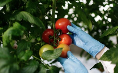 lebensmittelwissenschaftler hält reifende tomaten mit gummihandschuhen