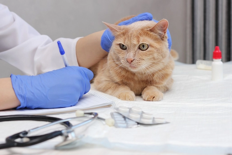 veterinäte untersuchung eines katers und zu verschreibende medikamente vom tierarzt