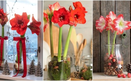 Amaryllis im Glas dekorieren Ideen und Anleitungen