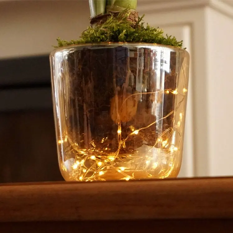 Amaryllis im Glas mit Lichterkette und Moos