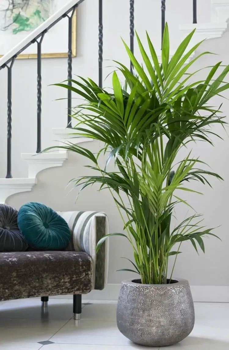 Areca Palme verbessert die Luftfeuchtigkeit in Räumen