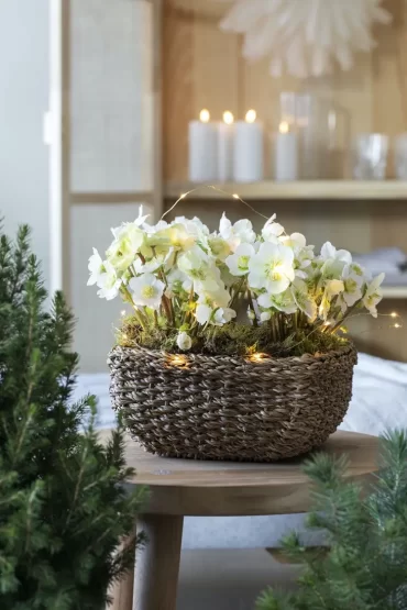 Christrose in einem Korb mit Lichterkette dekorieren