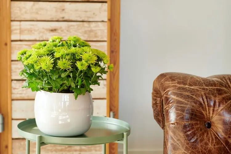 Garten-Chrysantheme kann die Luftfeuchtigkeit im Wohnraum erhöhen