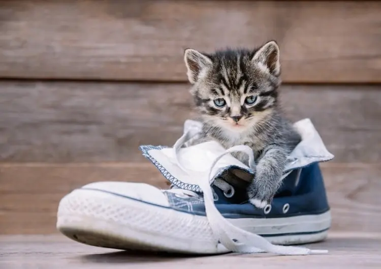 Gerüche von alten Schuhen entfernen mit Katzenstreu