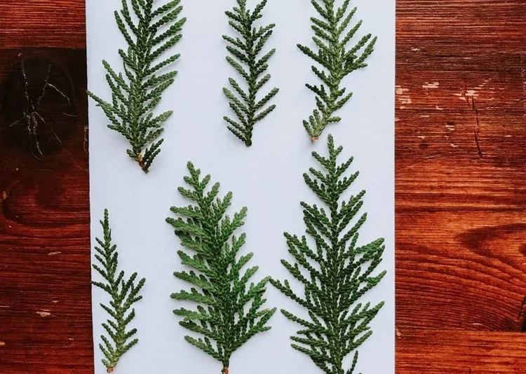 Kreative Weihnachtskarten aus Zweigen Weihnachtsbaum basteln