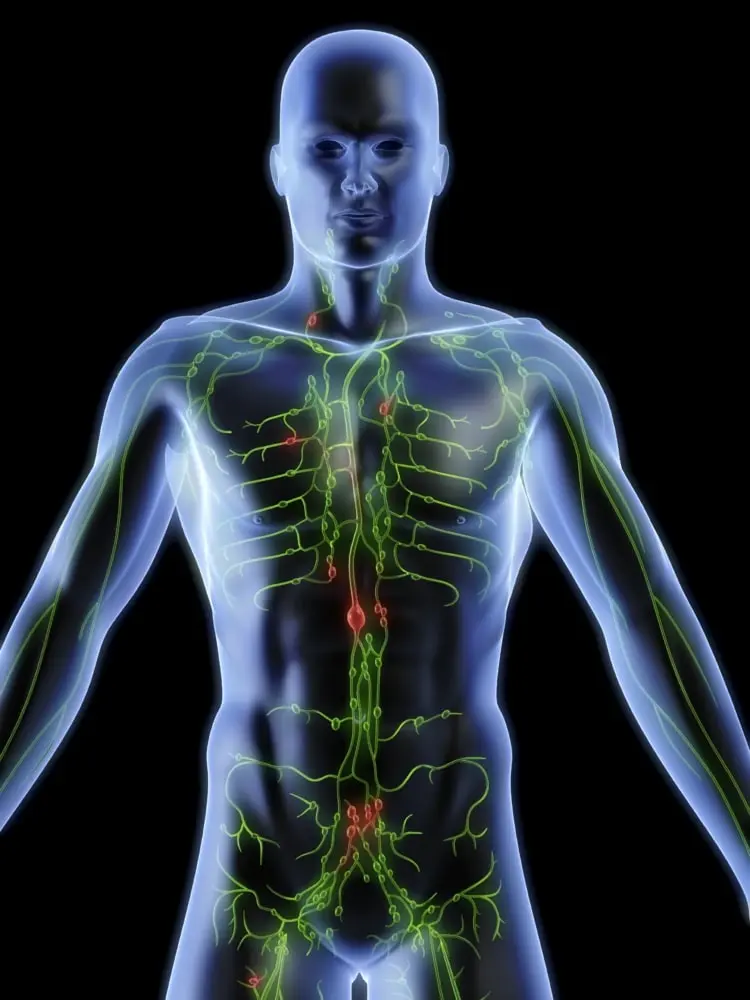 Lymphsystem anregen - Die Lymphe transport Toxine aus dem Körper