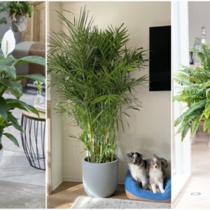 Welche Pflanzen erhöhen die Luftfeuchtigkeit in Räumen