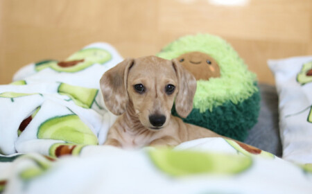 kleiner hund im bett mit gemustertem bettbezug