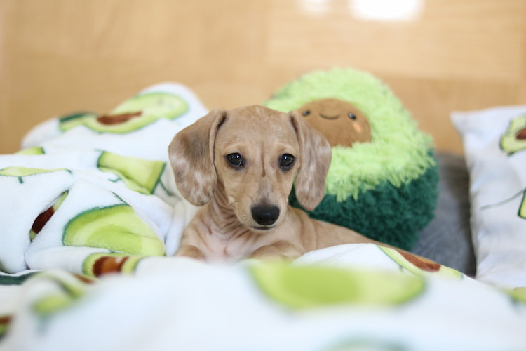 kleiner hund im bett mit gemustertem bettbezug