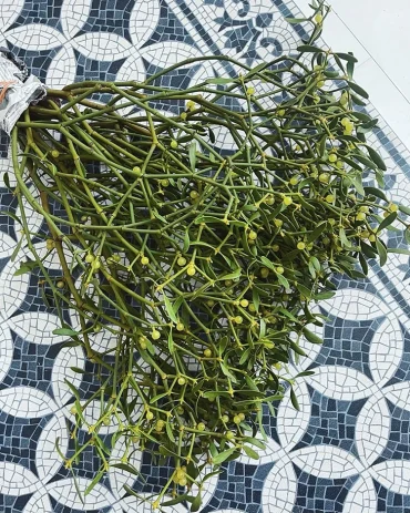 mistelzweig deko selber machen