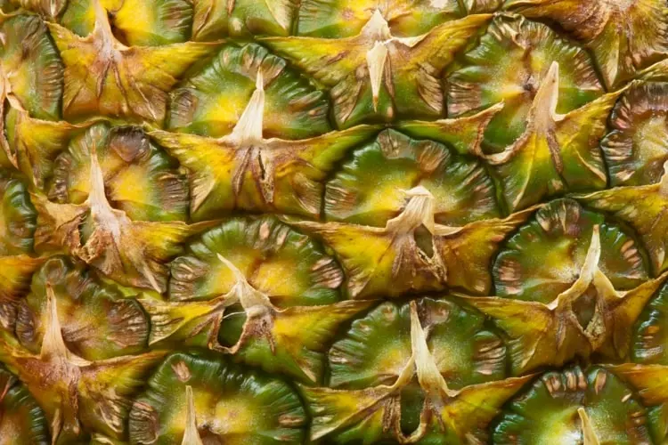 Ananas selber ziehen zu Hause - Einfache Anleitung für Hobby-Gärtner