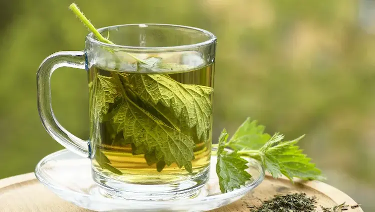 Brennnessel Tee zur Entgiftung der Leber (1)