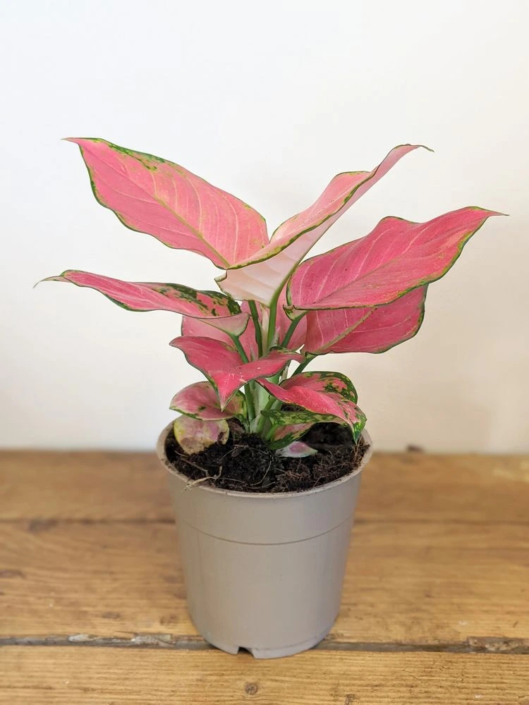 Bunte Zimmerpflanze mit rosa Blättern Aglaonema Kolbenfaden