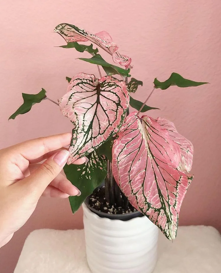 Caladium Pink sympohny Pflanze mit rosa Blättern Kaladie