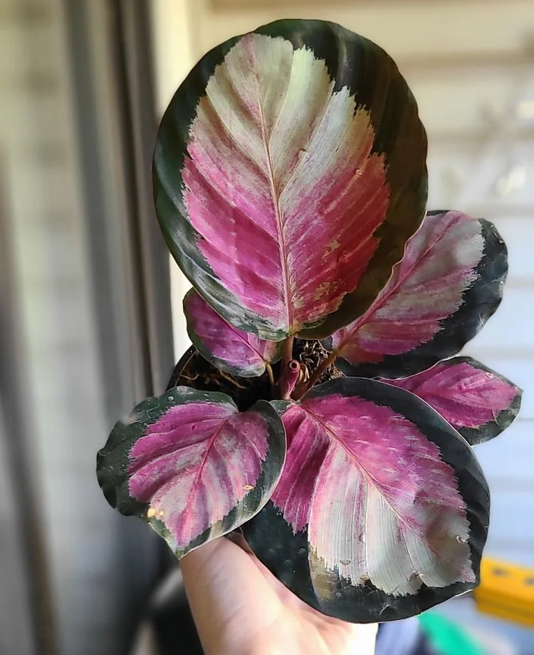 Calathea roseopicta Zimmerpflanze mit pinken Blättern