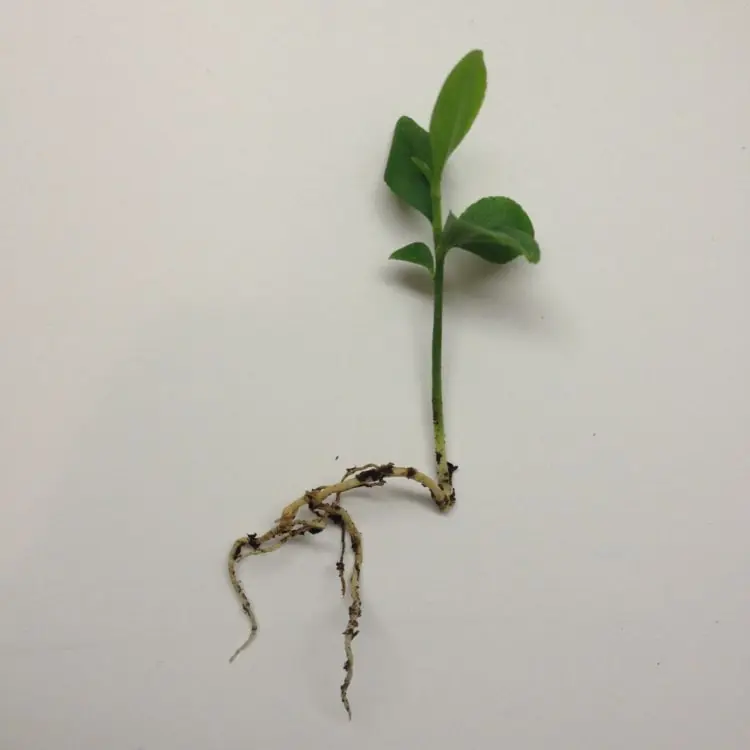 Die Keimlinge mit ausreichend langen Wurzeln in Anzuchttöpfe pflanzen