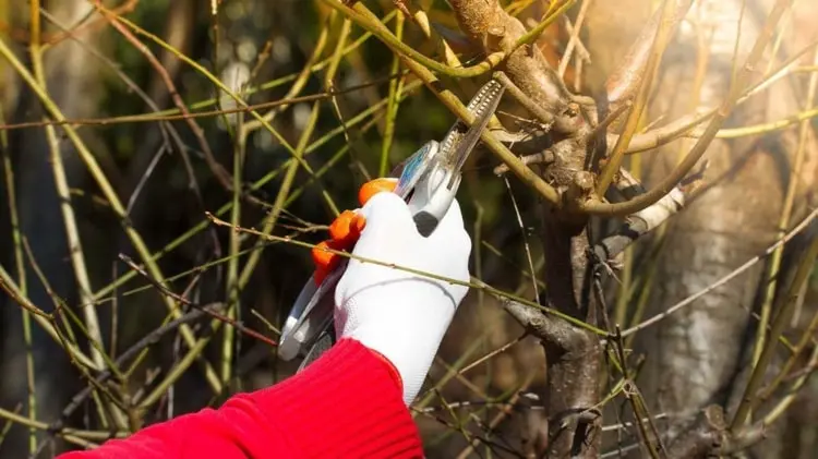 Gartenarbeit im Februar - Bäume und Sträucher schneiden für einen kräftigen Austrieb im Frühling