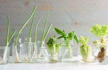 Gemüse und Kräuter selber ziehen aus Resten und nachwachsen lassen
