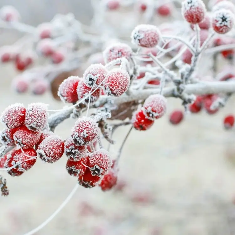 Hagebutte im Frost - Welche Pflanzen brauchen kalte Temperaturen