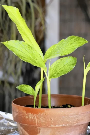 Kurkuma selber ziehen und richtig pflegen - Bewässerung, Dünger und Standort