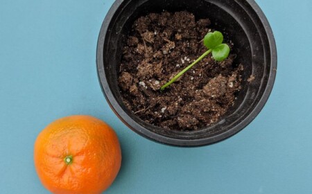 Mandarinen selber ziehen aus Kern so geht es