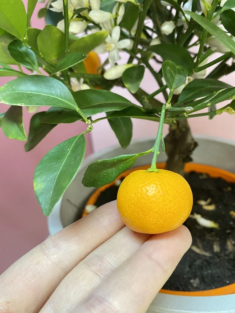 Mandarinenbaum wann Früchte ernten
