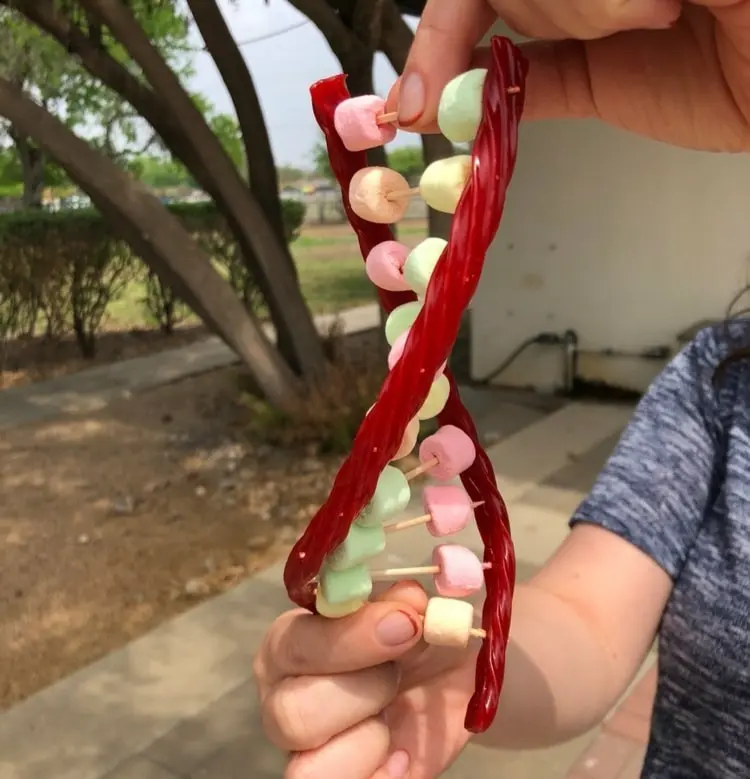 Marshmallow-DNA mit Lakritzstangen oder Fruchtgummischlangen