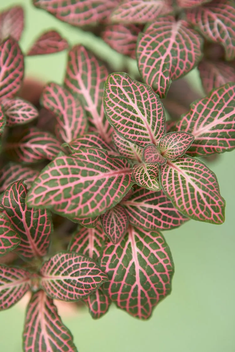 Mosaikpflanze Fittonie mit grün pinken Blättern gemustert