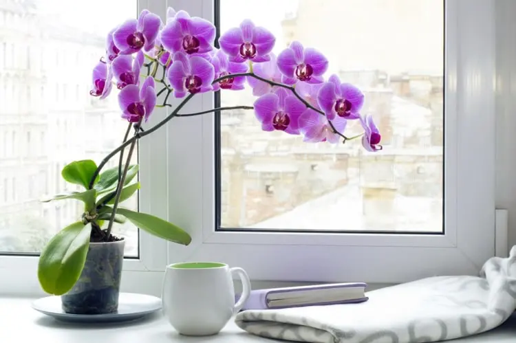 Orchideen pflegen am richtigen Standort - Ein heller Platz ohne direkte Sonne