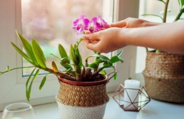 Orchideen pflegen nützliche Tipps für Blüte Dendrobium