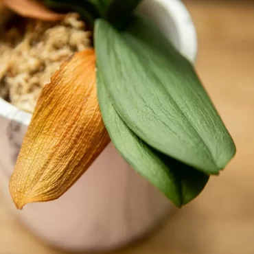 Orchideen richtig pflegen - Alte Blätter, Wurzeln und Stängel entfernen mit sterilem Werkzeug