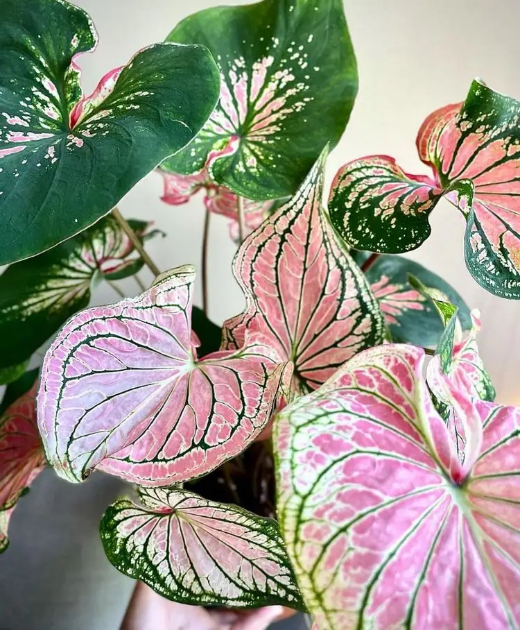 Pflanze mit grün rosa Blättern für die Wohnung Buntwurz