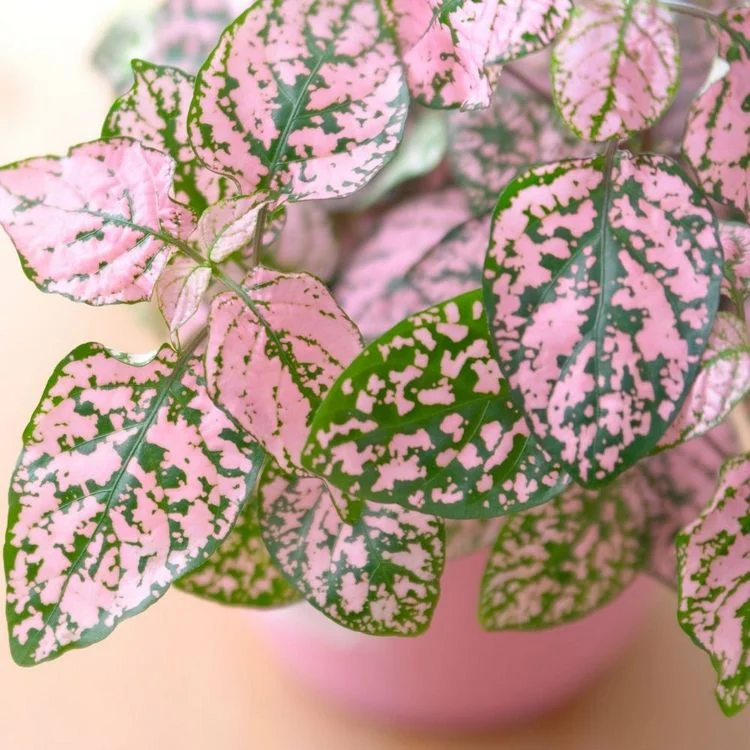Pflanzen mit rosa Blättern Punktblume