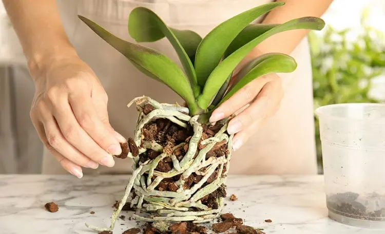 Phalaenopsis Pflege - Schritt für Schritt die Pflanze umtopfen