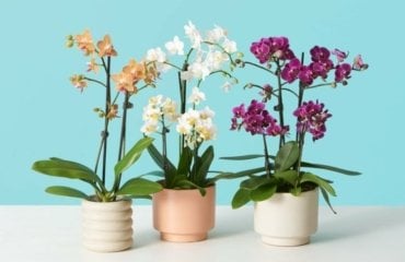 Phalaenopsis Pflege - Tipps vor, während und nach der Blüte