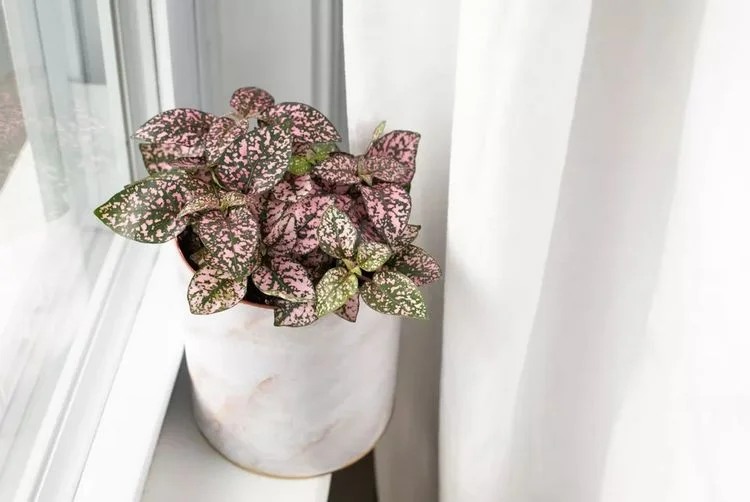 Punktblatt als Zimmerpflanze im Topf schöne rosa grüne Blätter