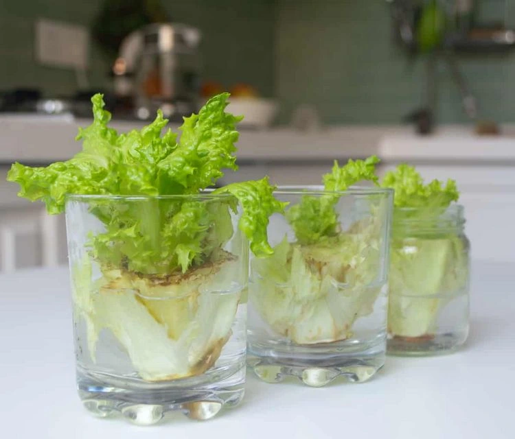 Salat aus Resten selber ziehen Tipps Methode