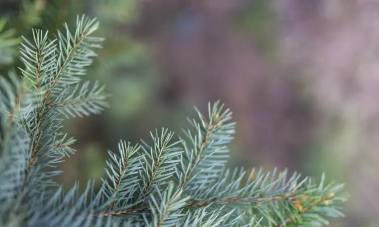 Weihnachtsbaum als Winterschutz für Rosen und mediterrane Pflanzen